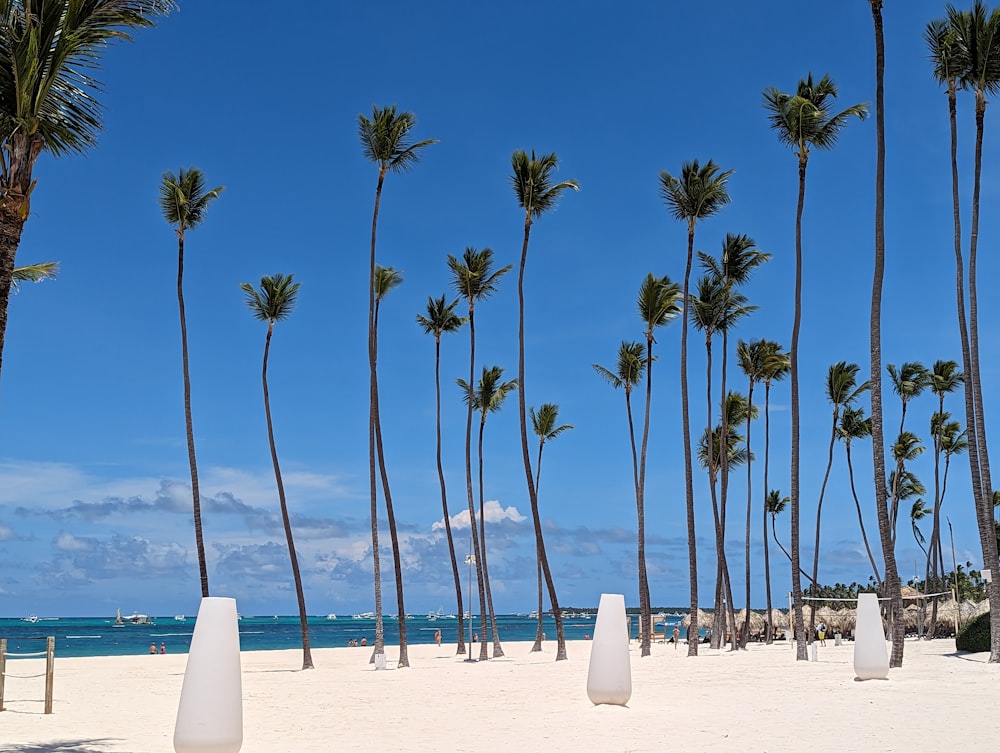 a beach with palm trees and white sand