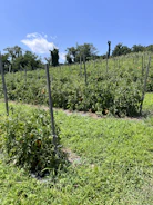 A lush field of ripe tomatoes ready for harvest under a bright sky