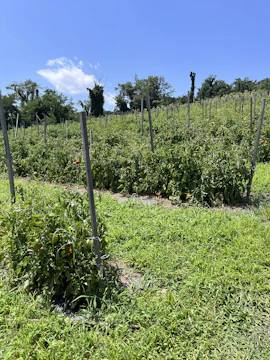 A lush field of ripe tomatoes ready for harvest under a bright sky