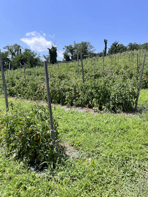 Local farmers harvesting fresh peppers and tomatoes in a lush green field under a clear sky.