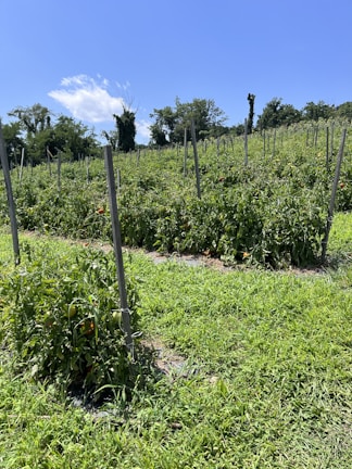 A sunlit field of ripe tomatoes at a family-run farm.