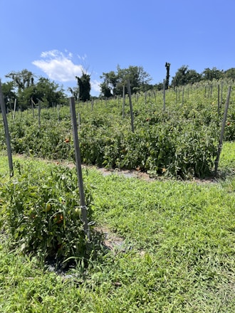 A vibrant field of fresh vegetables under a bright Arkansas sky.