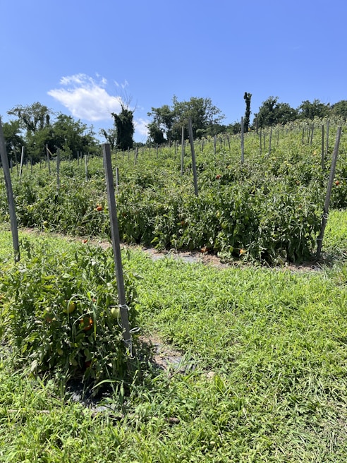 Rows of vibrant green vegetable beds with ripe tomatoes and leafy greens under a clear blue sky