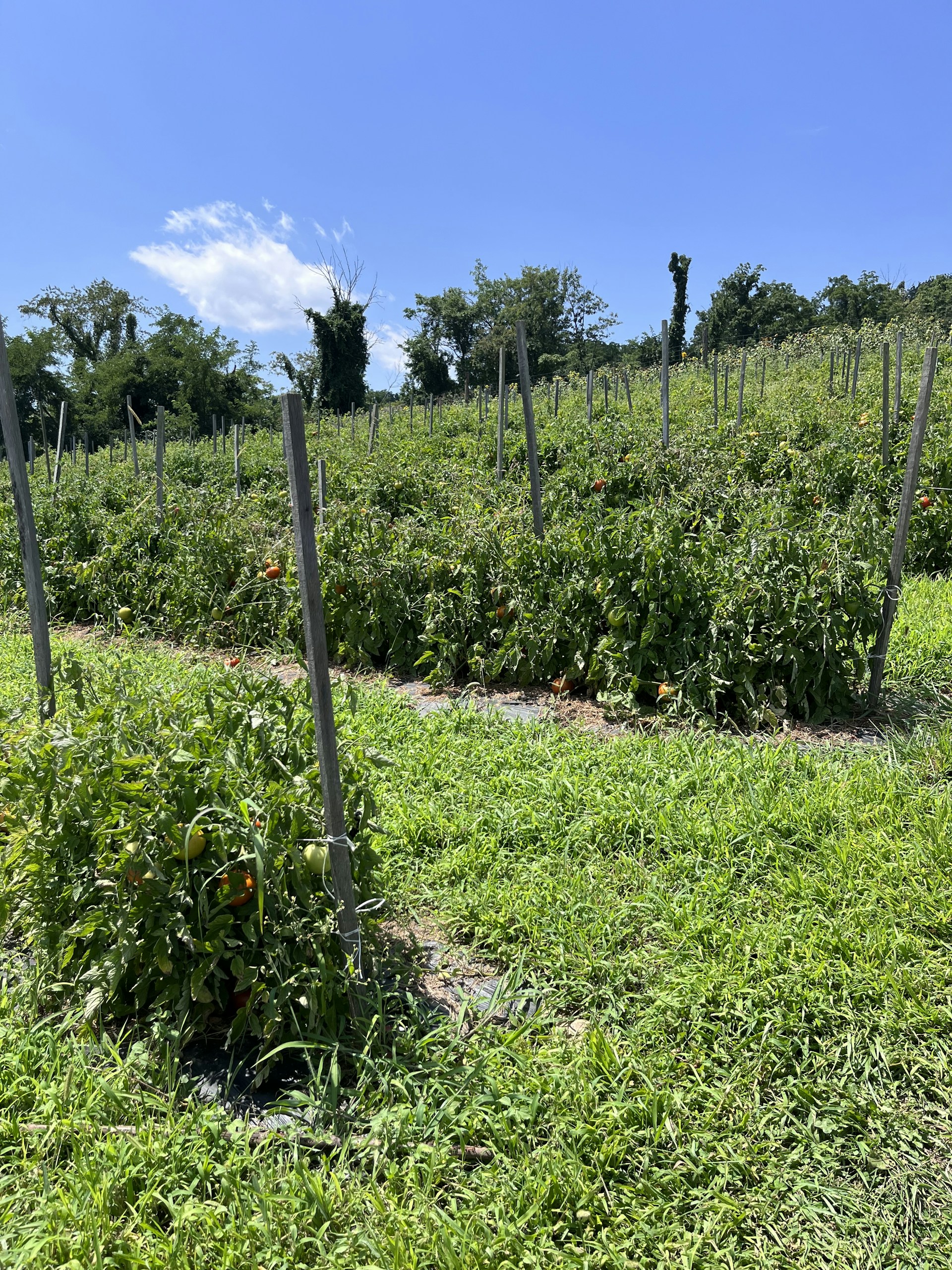 Sunlit rows of ripe tomatoes and vibrant peppers stretching across the farm under a clear blue sky.