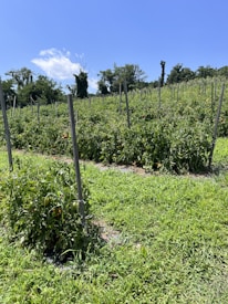 A lush green field with rows of staked tomato plants extends across gently rolling terrain. The sky is bright blue, dotted with a few white clouds, and dense trees line the horizon.