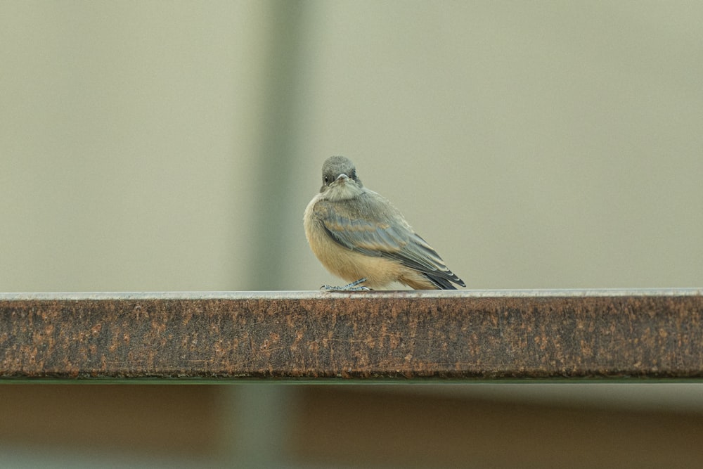 un piccolo uccello seduto sulla cima di una panca di legno