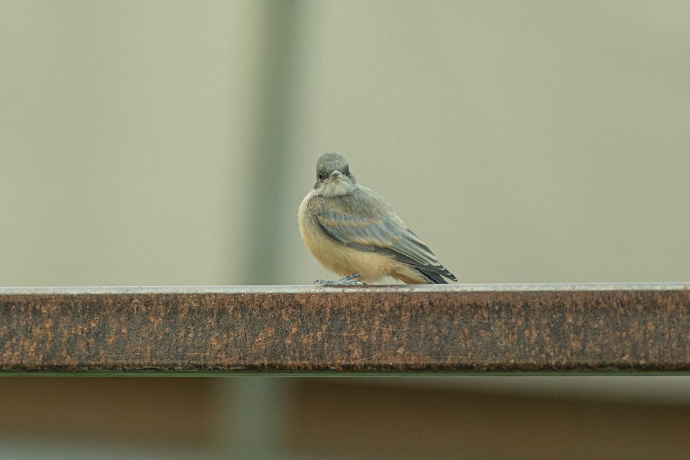 a small bird sitting on top of a wooden bench