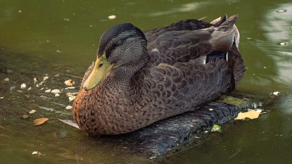 a duck sitting on top of a log in the water