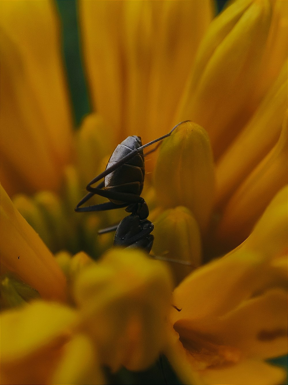 a bug sitting on top of a yellow flower