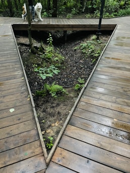A wooden boardwalk frames a triangular patch of ground with sparse vegetation and ferns in the middle. A person stands on the boardwalk with a fluffy white dog beside them. The surrounding environment is lush with green trees and plants.