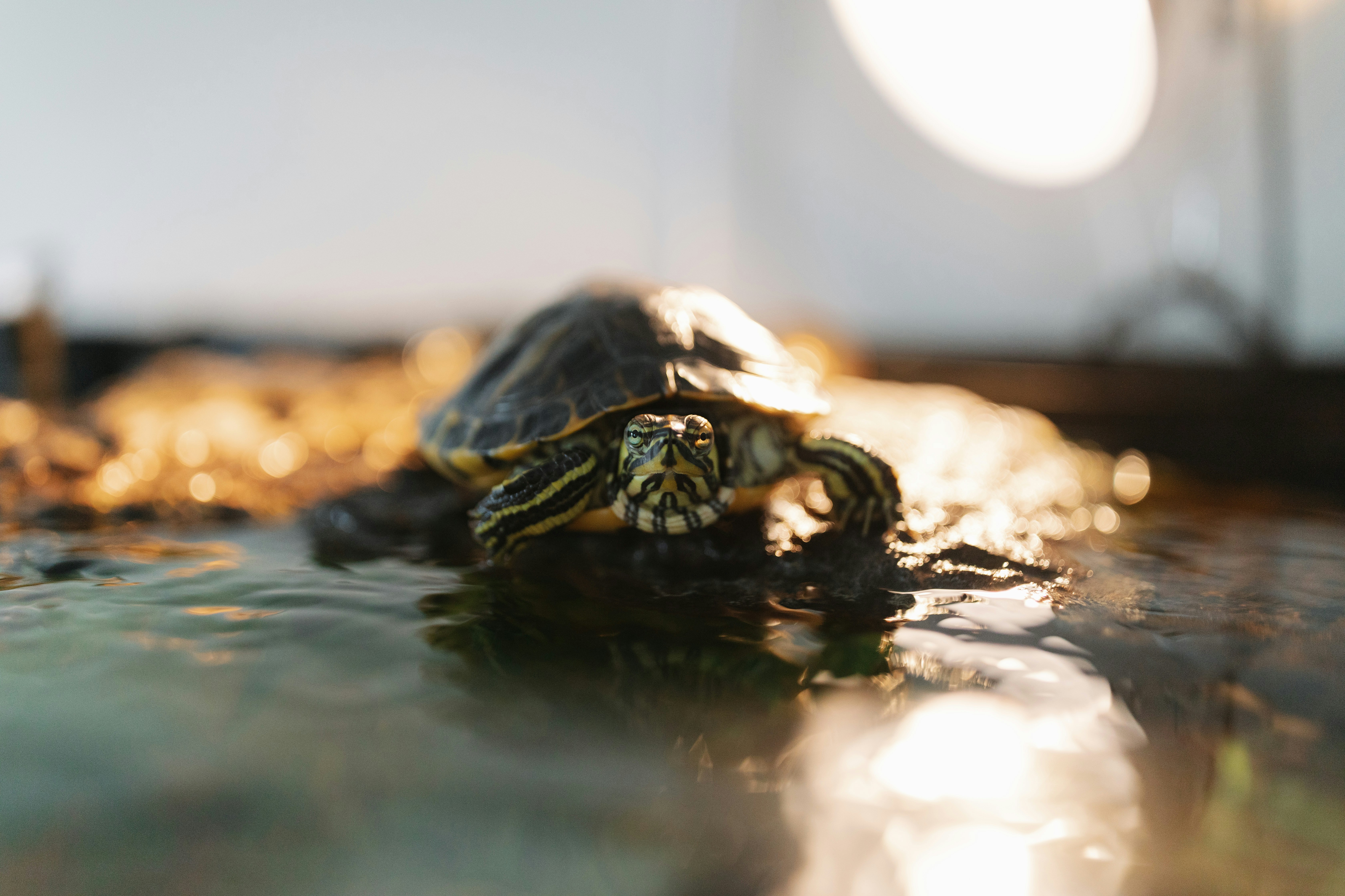 Photo by brittneyweng