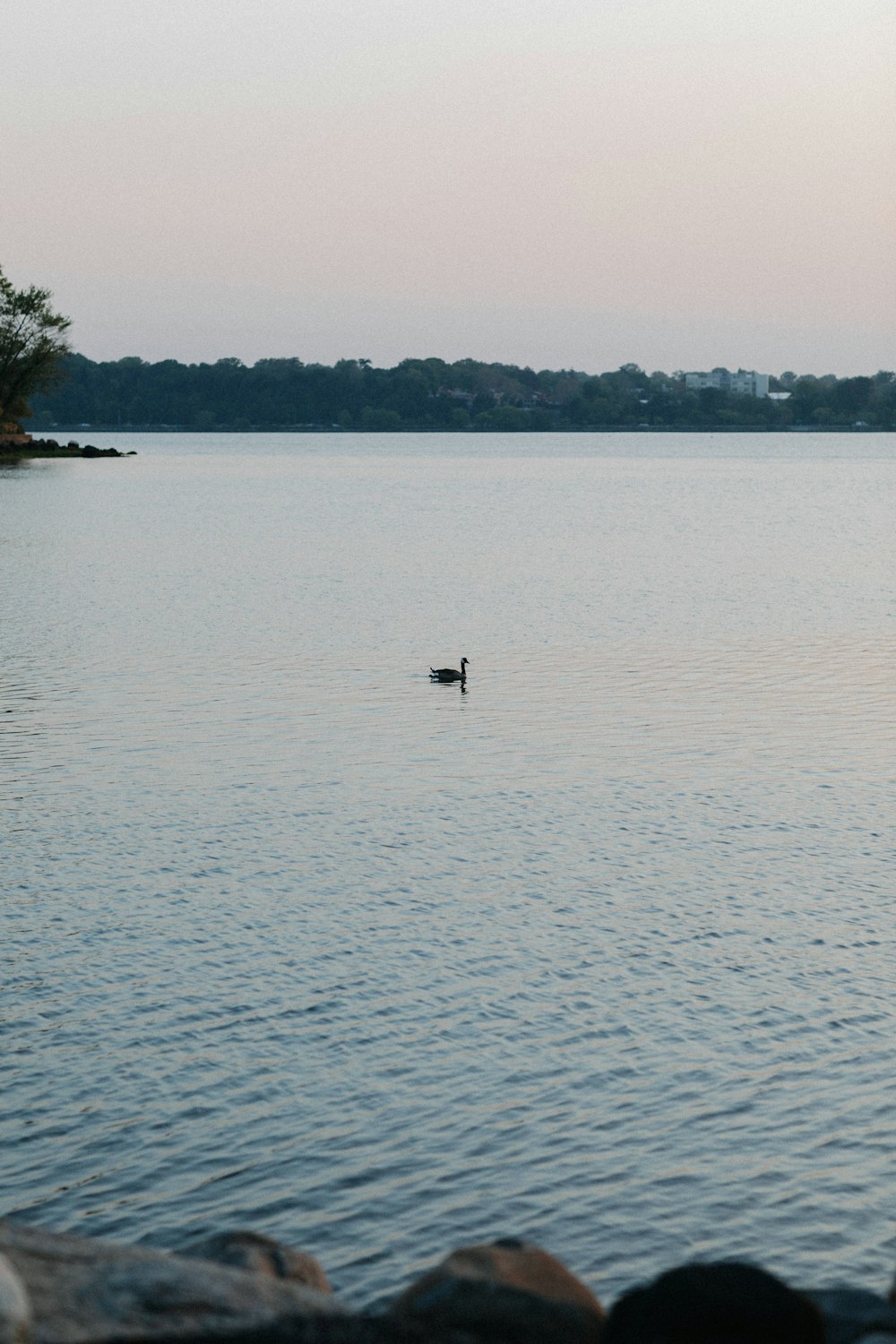 a lone duck swimming in the middle of a lake