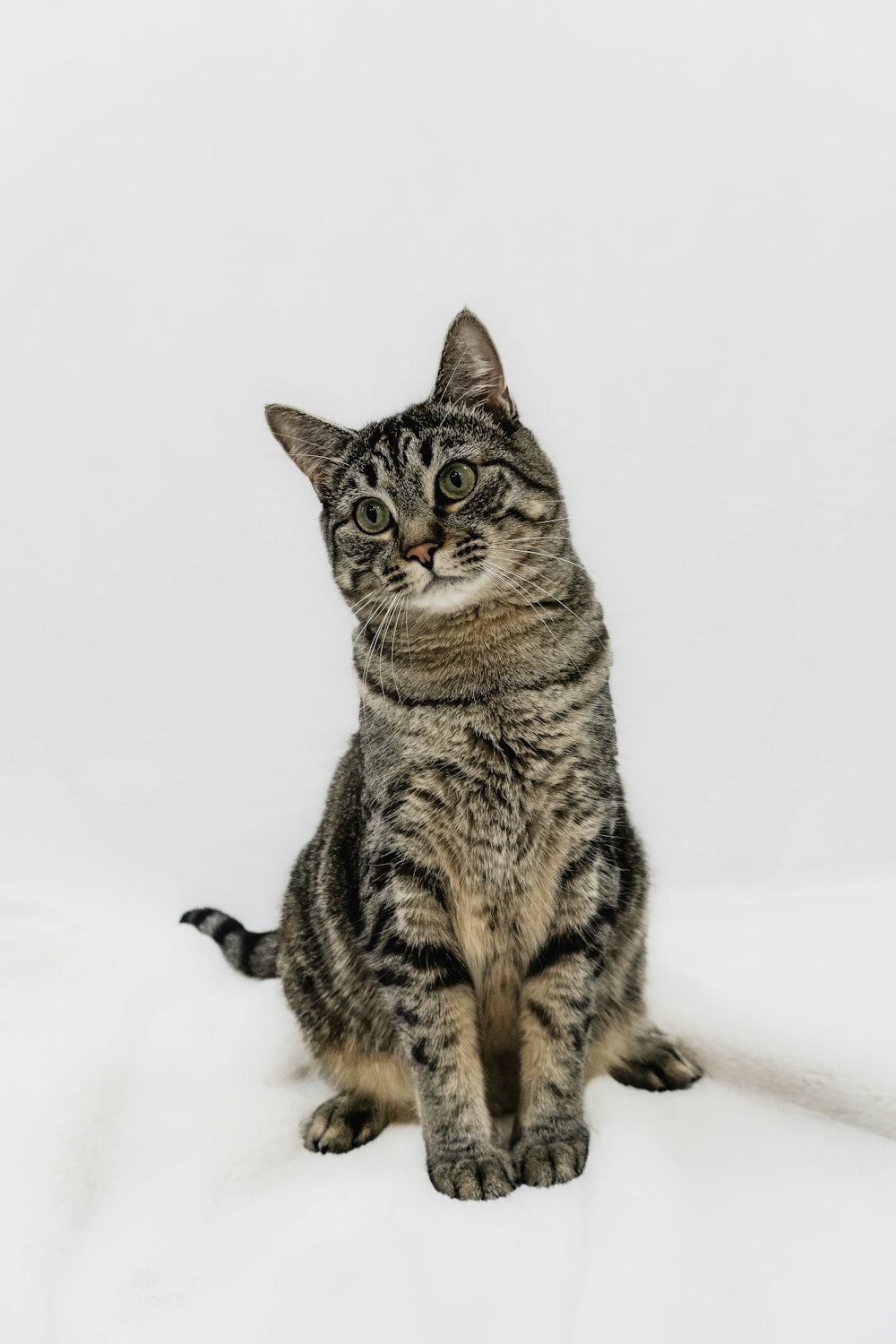 a striped cat sitting on a white surface