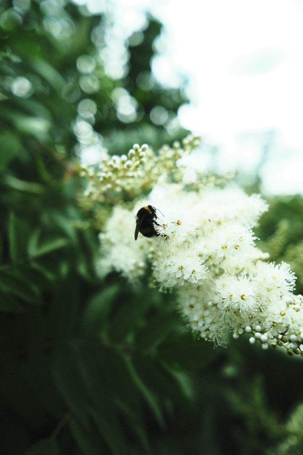 a bee is sitting on a white flower