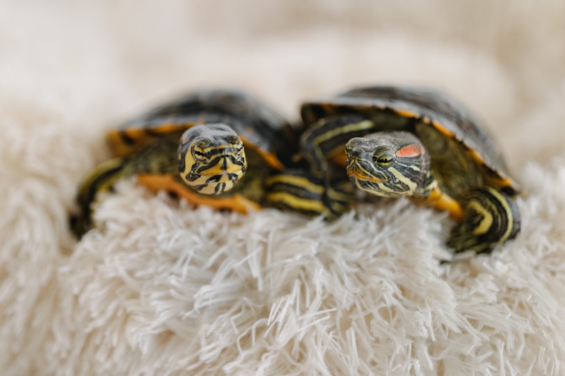 two turtles sitting on top of a fluffy white pillow