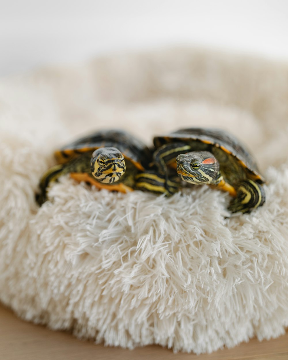 two turtles sitting on top of a fluffy white pillow