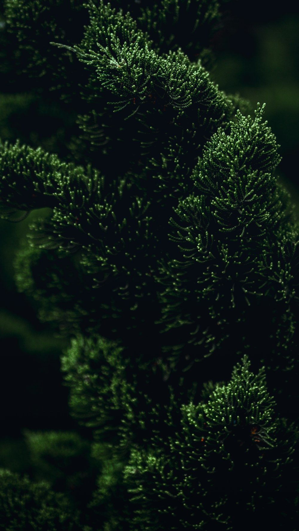 a close up of a green plant with lots of leaves