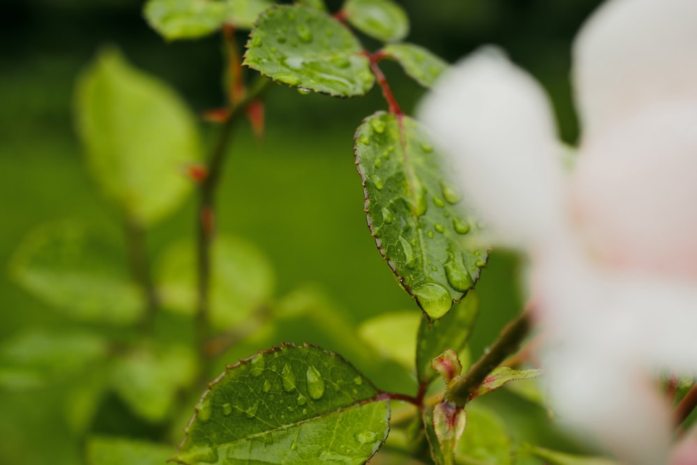 a close up of a flower with water droplets on it