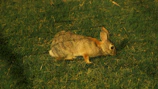 An English Lop rabbit showing off its distinctive long ears while resting on fresh grass.