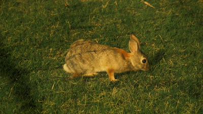 An English Lop rabbit showing off its distinctive long ears while resting on fresh grass.