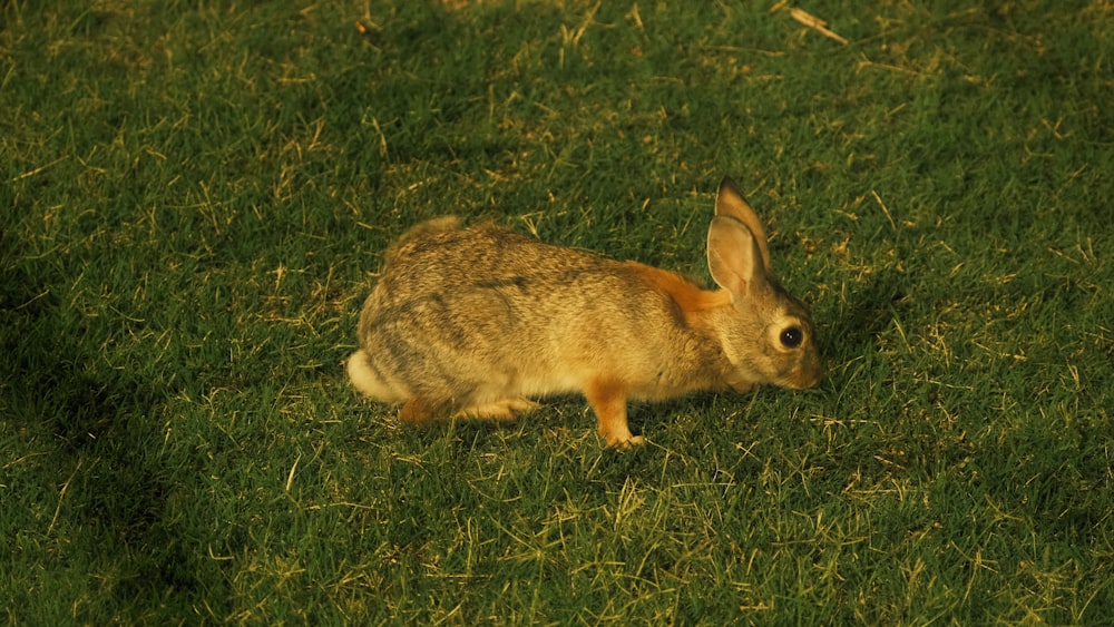 Un coniglio seduto nell'erba che guarda la telecamera