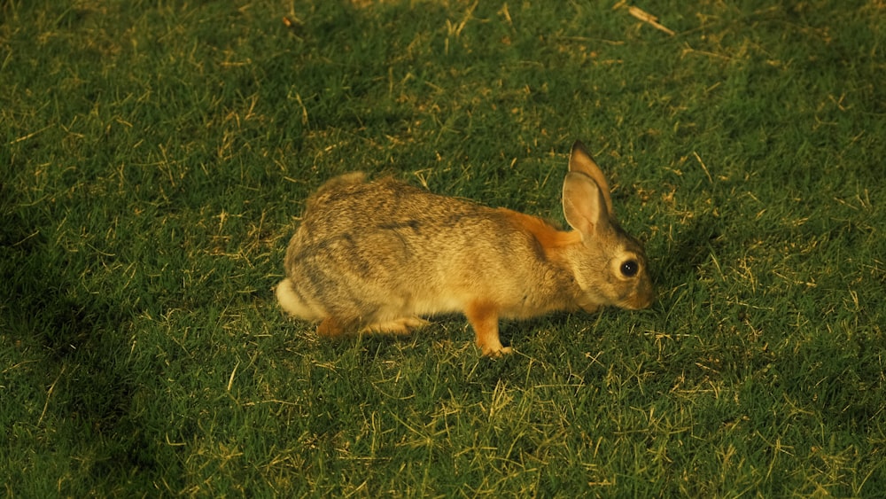 a rabbit sitting in the grass looking at the camera