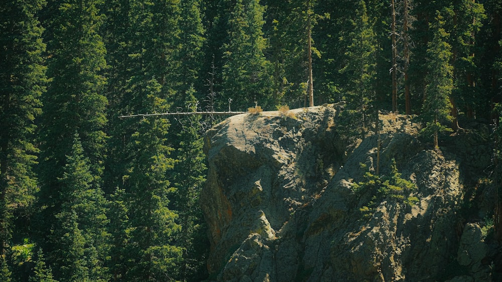 a person walking across a bridge over a forest