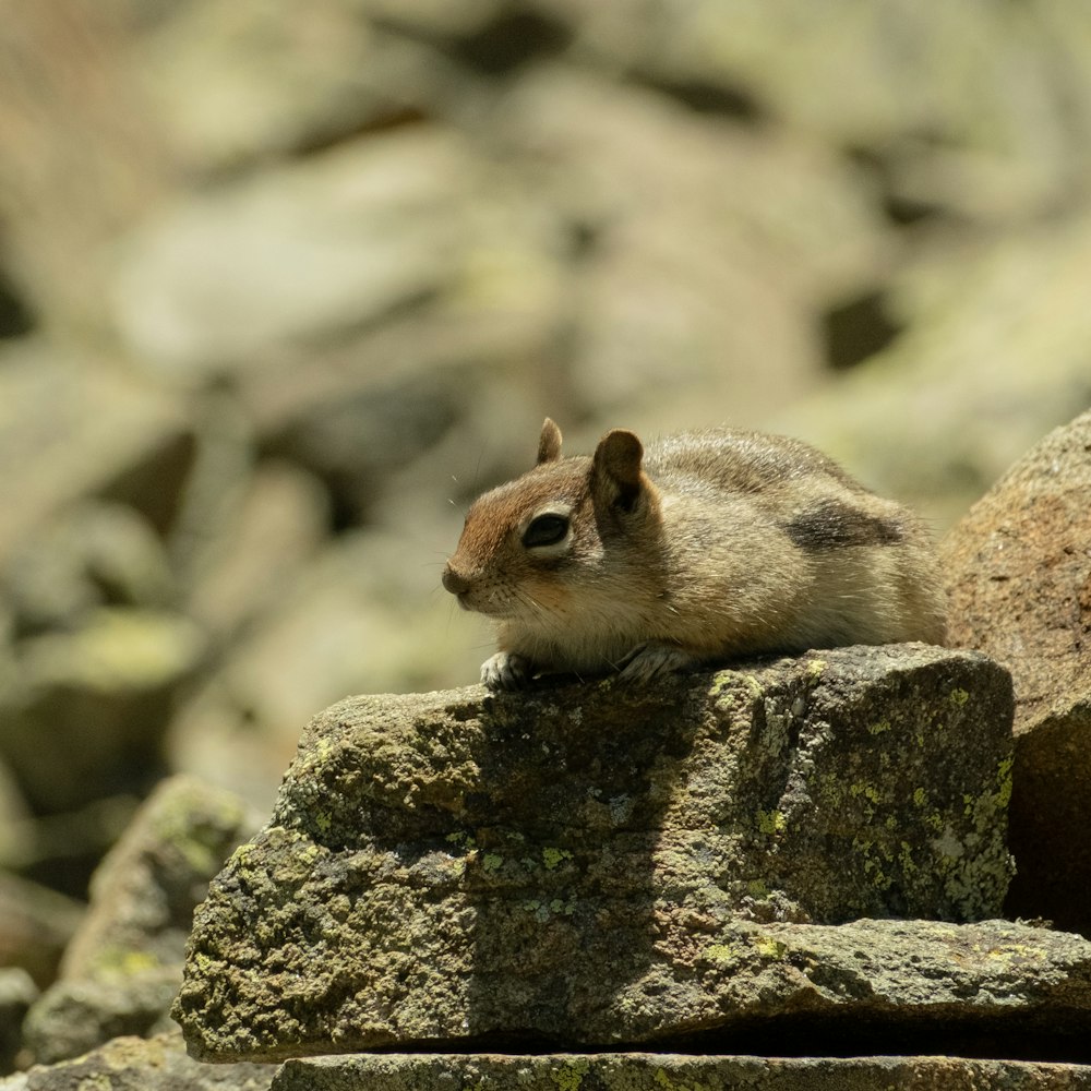 a small squirrel sitting on top of a rock