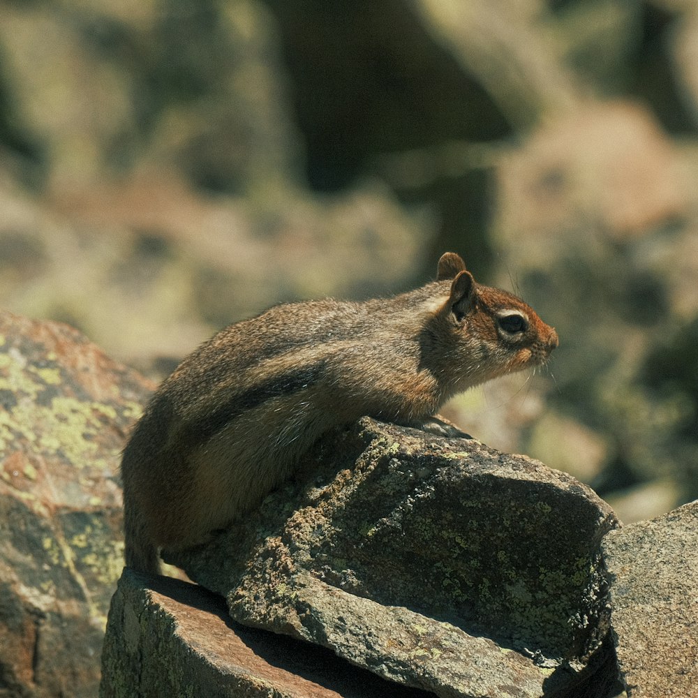 a small squirrel sitting on top of a rock