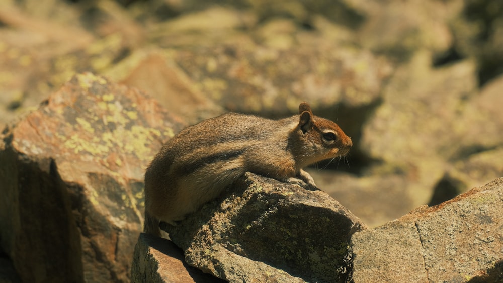 a small squirrel sitting on top of a rock