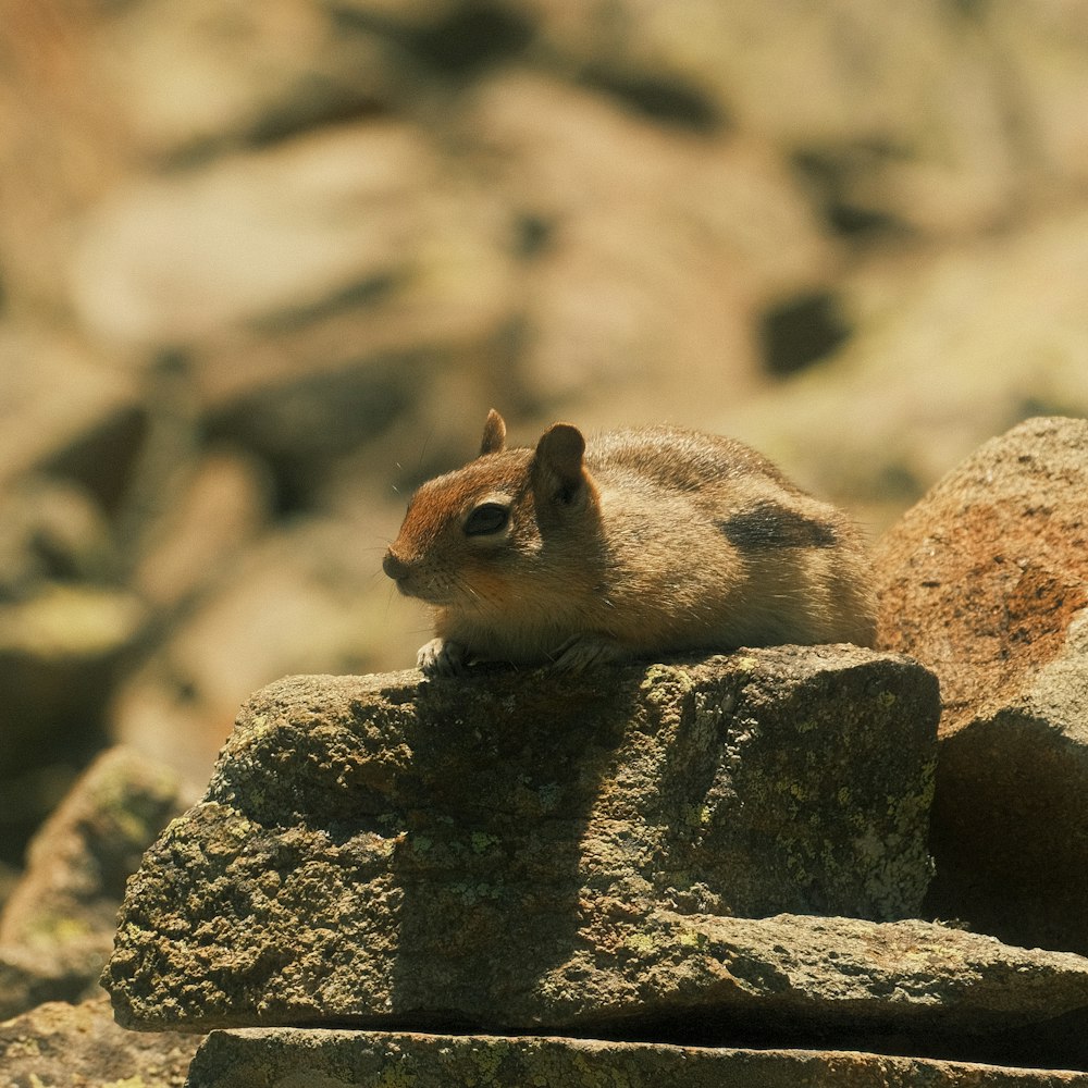 a squirrel sitting on a rock in the sun