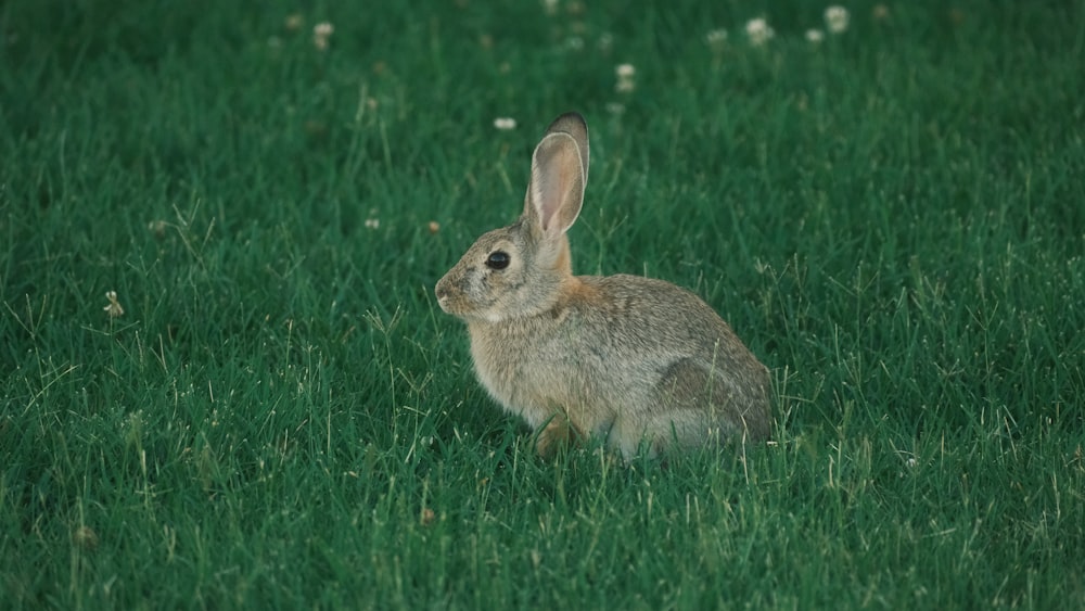 토끼 한 마리가 풀밭에 앉아 있다