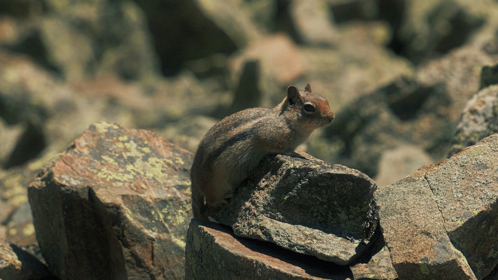 a small animal sitting on top of a pile of rocks
