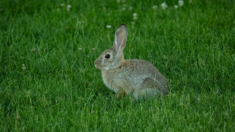 um coelho sentado na grama olhando para a câmera