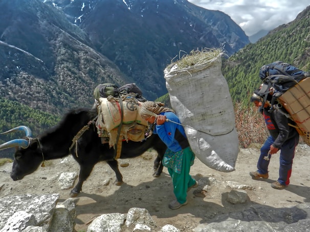 A mountainous landscape with a man, a yak, and another person carrying heavy loads. The yak and people are walking along a rugged path with immense mountains in the background, covered in green forests and patches of snow.