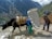 A mountainous landscape with a man, a yak, and another person carrying heavy loads. The yak and people are walking along a rugged path with immense mountains in the background, covered in green forests and patches of snow.