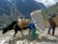 A mountainous landscape with a man, a yak, and another person carrying heavy loads. The yak and people are walking along a rugged path with immense mountains in the background, covered in green forests and patches of snow.