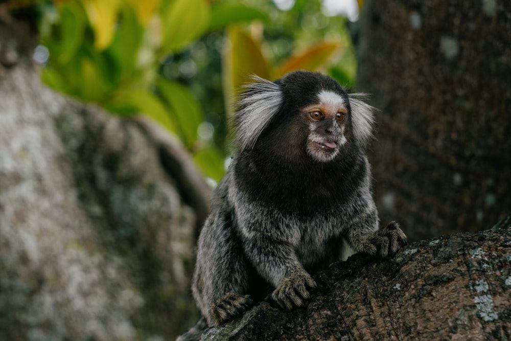 a monkey sitting on top of a tree branch