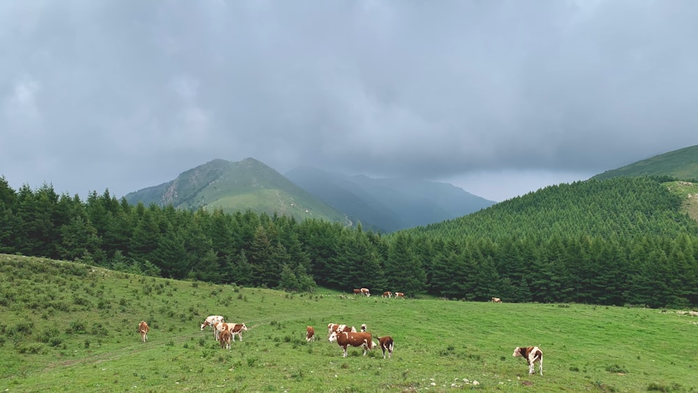 a herd of cattle grazing on a lush green hillside