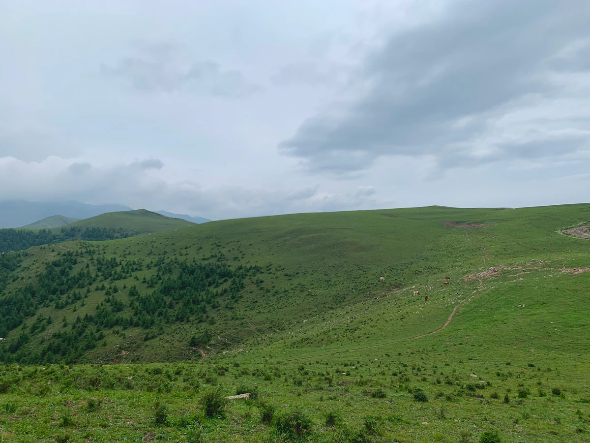 A green mountain meadow with patches of conifers in Yu County, Zhangjiakou, under grey cloud