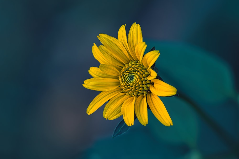 a yellow flower with a green center on a blue background