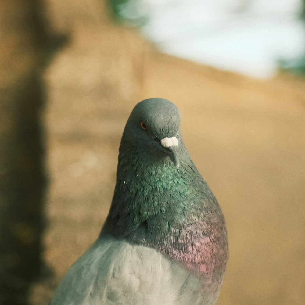 a close up of a pigeon with a blurry background