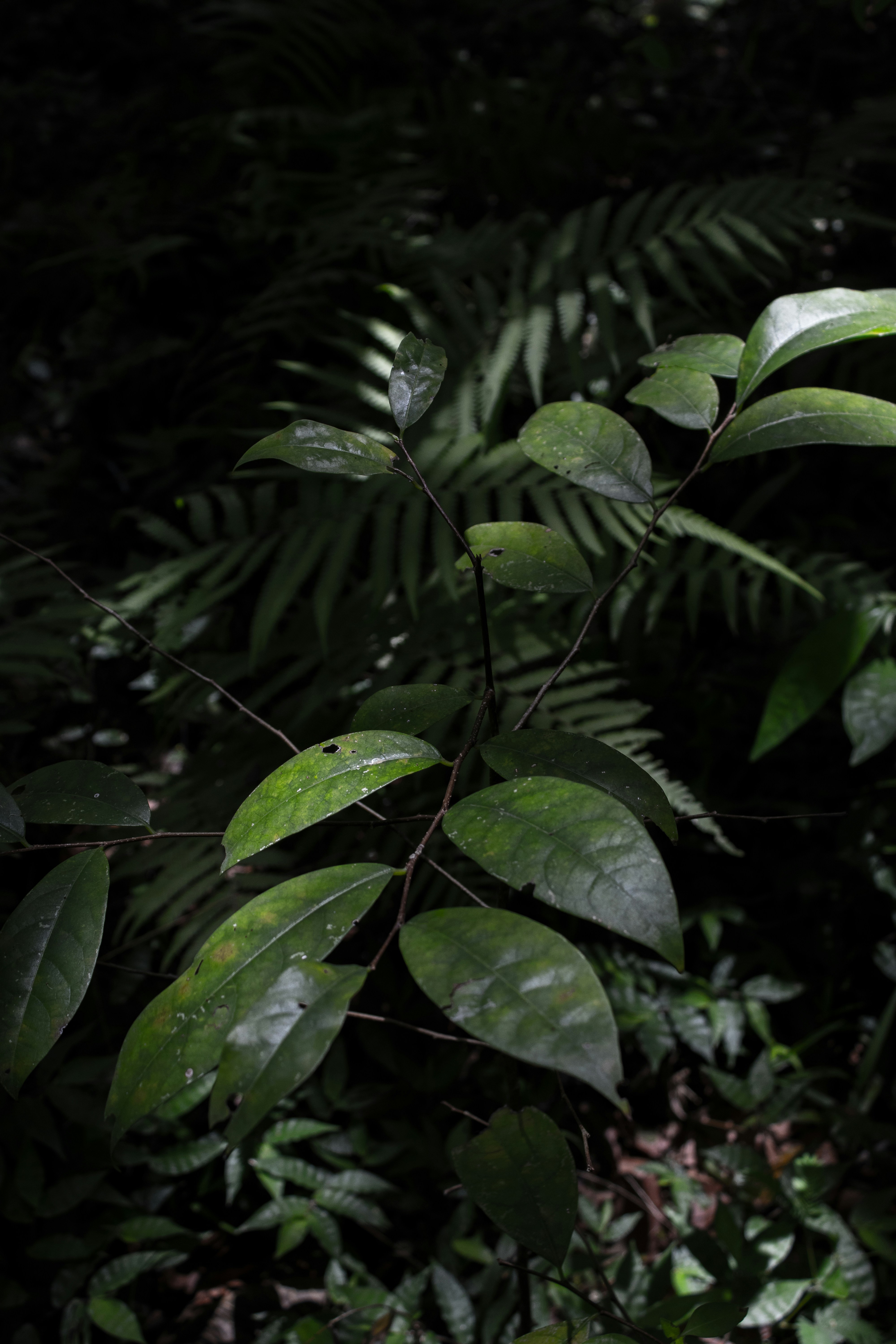 Photo by dimath_dayananda