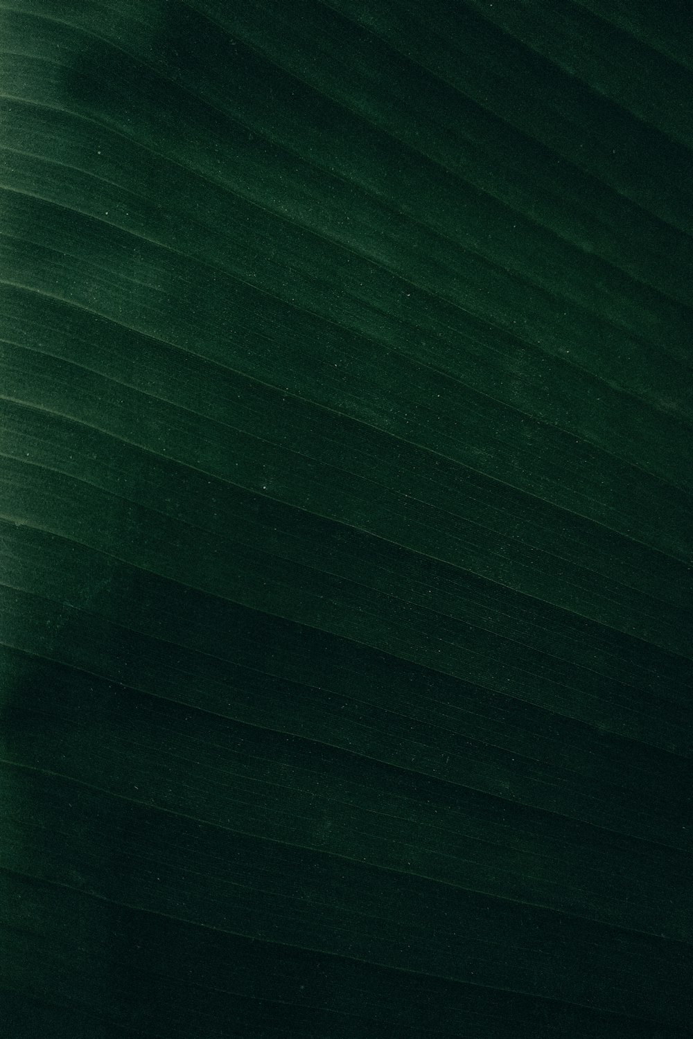 a close up of a large green leaf