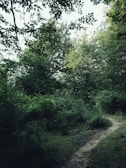 A narrow dirt path winds through a densely wooded area with various shades of green foliage. The trees and bushes are lush and thick, creating a canopy that filters the sunlight. The setting appears to be tranquil and untouched by human activity.