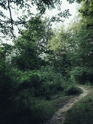 A narrow dirt path winds through a densely wooded area with various shades of green foliage. The trees and bushes are lush and thick, creating a canopy that filters the sunlight. The setting appears to be tranquil and untouched by human activity.