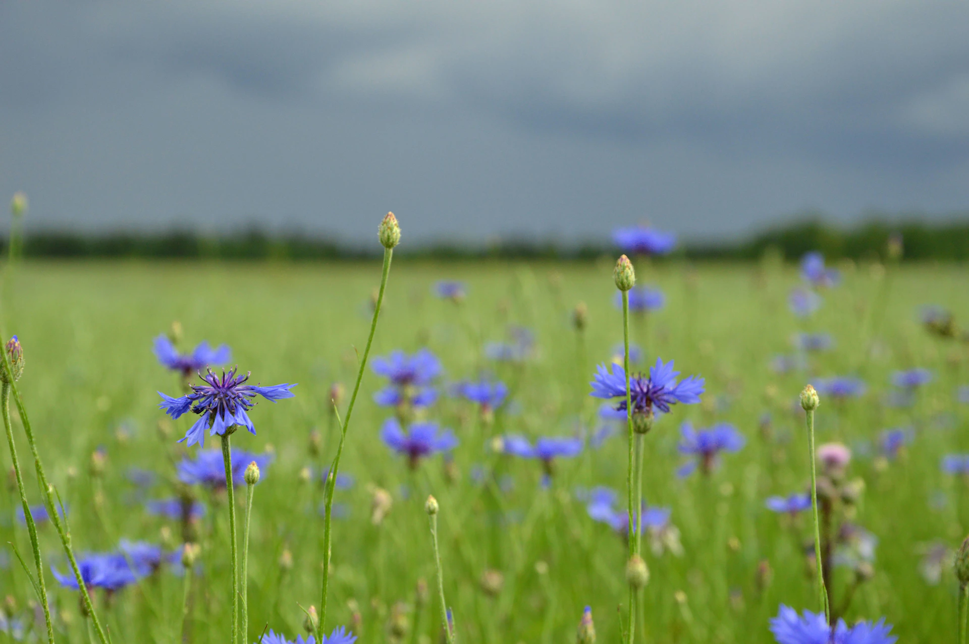 a field full of blue flowers under a cloudy sky