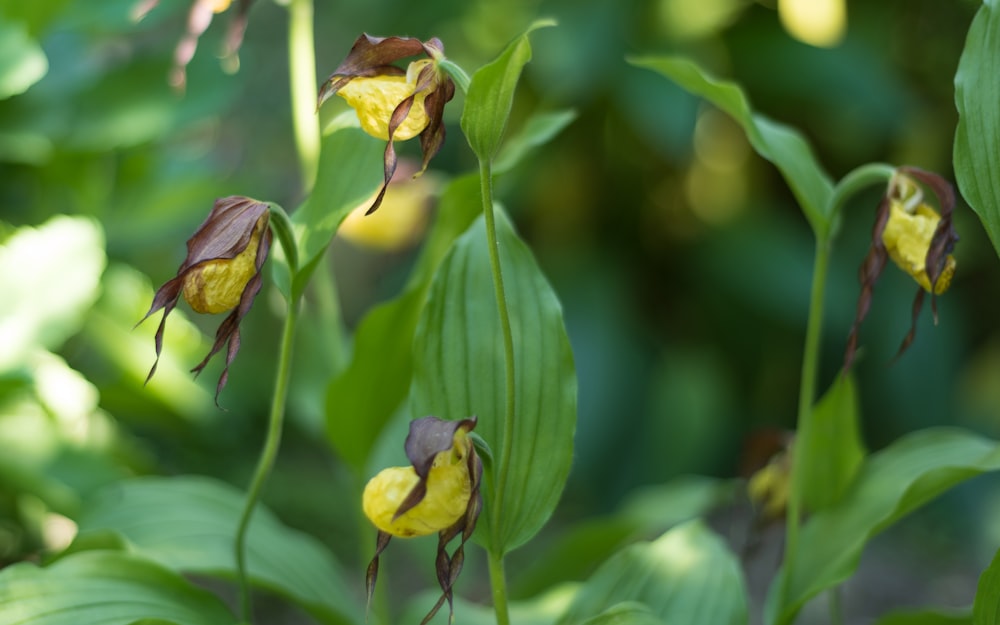 a close up of a flower on a plant