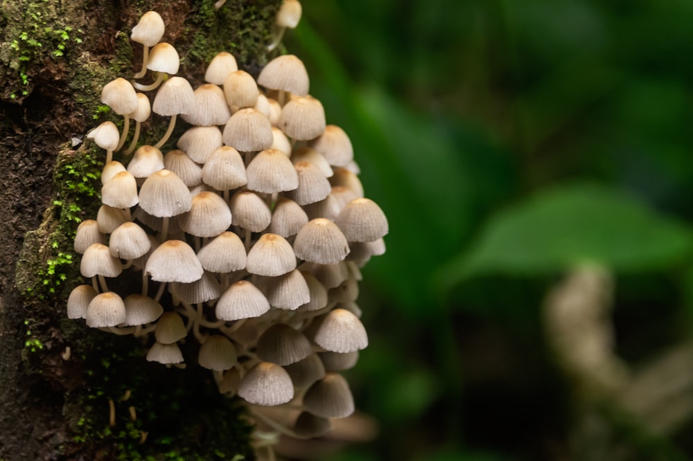 Un grappolo di funghi che cresce su un albero