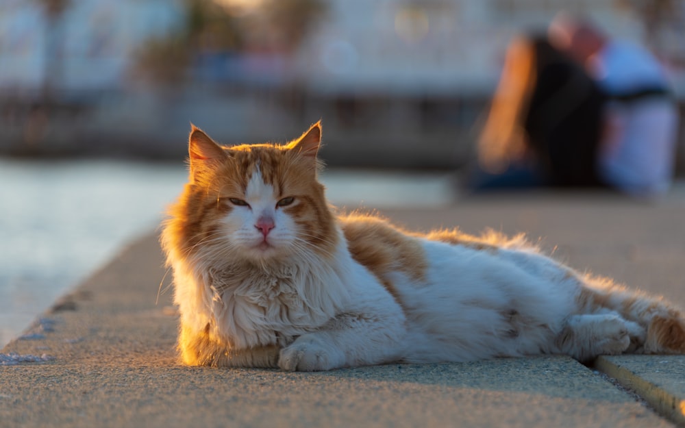 an orange and white cat laying on the ground